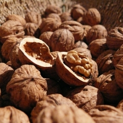 Tiesitkö, että saksanpähkinöitä kannattaa syödä joka päivä?